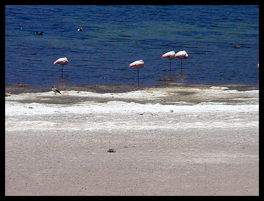 Flamant rose